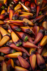 Pinh&atilde;o. Semente da Arauc&aacute;ria. Presente em pratos t&iacute;picos da regi&atilde;o serrana do Sul do Brasil. Foto: Marcos Campos