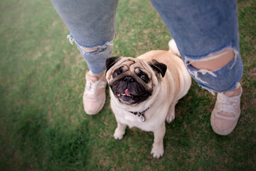 Cute pug dog in the park