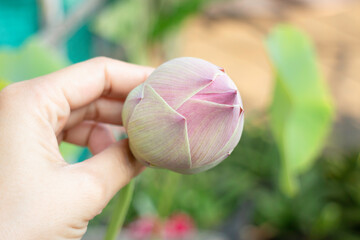 Minimal flower garden at home