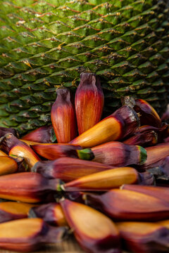 Pinhão. Semente da Araucária. Presente em pratos típicos da região serrana do Sul do Brasil. Foto: Marcos Campos