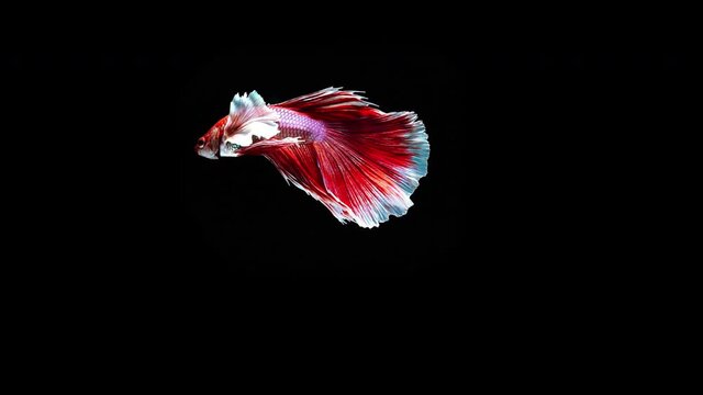 Slow motion of Red betta fish, siamese fighting fish betta