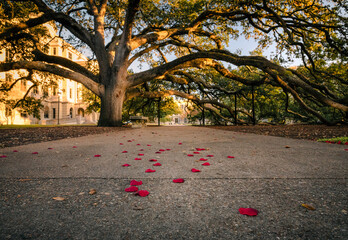 The Century Tree at Texas A&M University in College Station, Texas is a staple of tradition on...