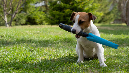 The dog holds the gardener's tool in his mouth on the lawn. Jack Russell Terrier is engaged in agriculture