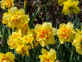 yellow daffodils in bloom on a flower bed