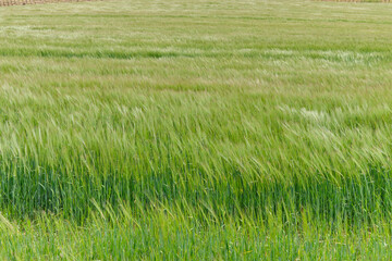 Wheat field detail in spring.