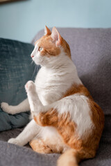 vertical composition. brown and white cat with yellow eyes sitting on a sofa. profile view