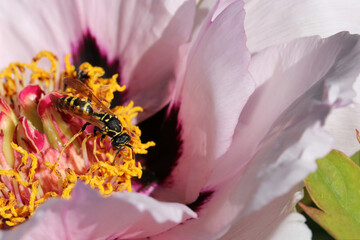 Obraz na płótnie Canvas Wasp eats nectar on pink Peony tree flower. Beautiful pink flower of Peony tree. 