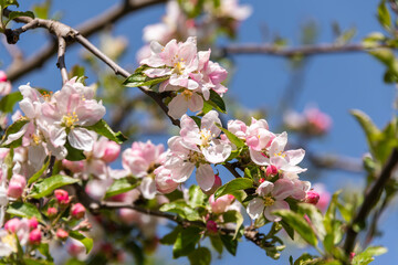 Beautiful Apple Blossoms