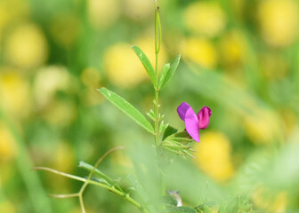 flowers in the grass