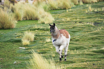 Wild Llama in San Pedro de Atacama - January 2015
