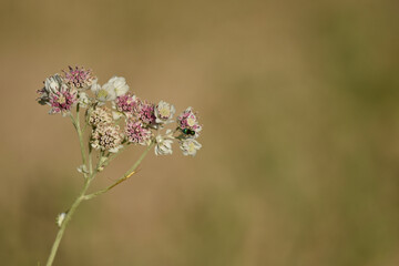 bee on a flower
