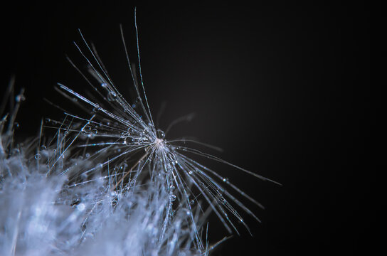macro photo of dandelion seed with dew drops on dark background. Abstract graphics element