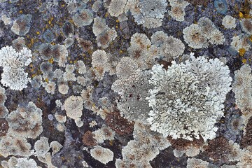 Stone surface overgrown by varicoloured lichen, close up.