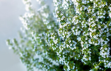 Thyme plant in bloom, side view.  Close up thyme bush with tiny white flower clusters. Aromatic...