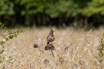 Crested lark bird resting on tree branches