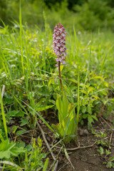 Orchidea (Neotinea ustulata) grows and blooms in its natural environment in nature. 