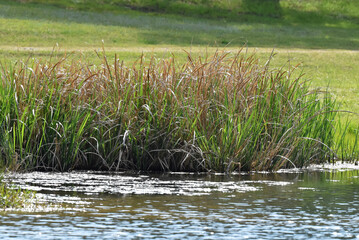 reeds in the water