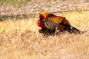 Chicken and rooster making love