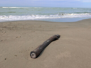 un tronco di albero sulla spiaggia solitaria fuori stagione