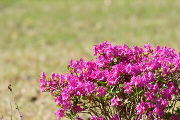 Fototapeta premium field of lavender