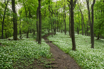 Obraz premium A fairytale path, a hiking trail leads through the spring forest through blooming bear garlic.