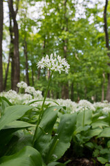 close-up of a white garlic bear flower in the forest with a blurred background 