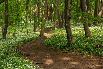 Obraz premium A fairytale path, a hiking trail leads through the spring forest through blooming bear garlic.