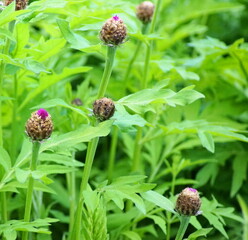 Hübsche Knospen mit lila Blüten