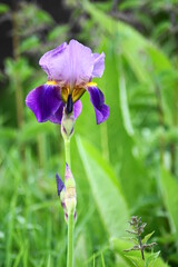 Eine blühende blau gelbe Schwertlilie Iris (Bartiris) in der Natur