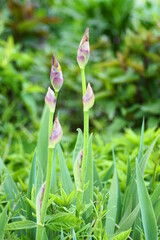 Schwertlilie Iris (Bartiris) Knospen, die noch nicht blühen in der Natur