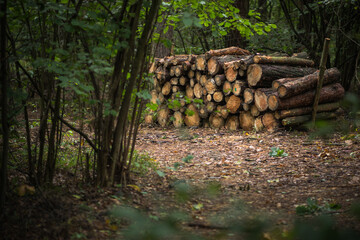 Ścięte drewno leżące w lesie przy drodze © af-mar