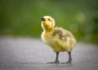 Beautiful cute fluffy yellow baby gosling chick isolated alone no people. Spring wild Canada goose fledgling fowl newborn looking up no other ducklings or goslings.