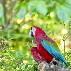Tropical, exotic, talking,  macaw, parrot, bird, wildlife animal, perched in nature with vibrant colors and eyes looking at you.