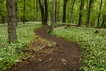 A fairytale path, a hiking trail leads through the spring forest through blooming bear garlic.