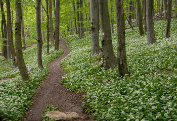 Obraz premium A fairytale path, a hiking trail leads through the spring forest through blooming bear garlic.