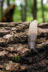 A snail without a shell crawls on a fallen tree in the forest 