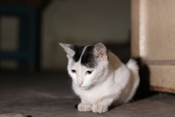 White Cat