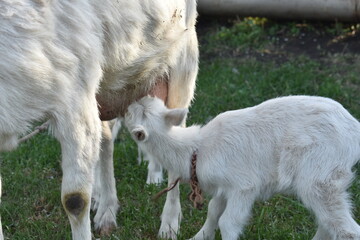 Obraz premium baby goat and parent,young goat eats milk from the goat's mother, nipple, farming, the farmer makes goat's milk