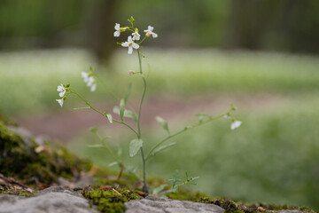The plant with small white flowers grows in nature 