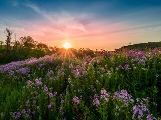 Fototapeta premium Landscape scenery of the sun rising over a hillside illuminating a field of purple wildflowers, dame’s rocket, phlox with colorful sky of blue, pink and orange in southwest Pennsylvania in spring..