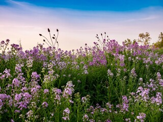 Landscape scenery of the sun rising over a hillside illuminating a field of purple wildflowers,...