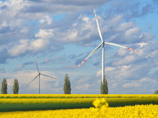 OLYMPUS DIGITAL CAMERA © rafalpiernikarczyk