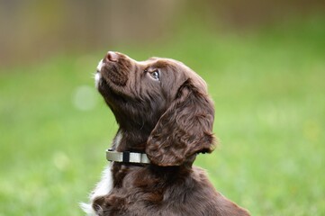 Portrait of a Sprocker Spaniel Puppy