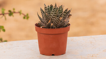 Small green succulent