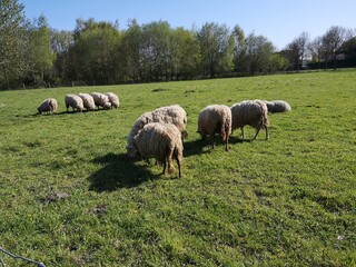 Fototapeta premium sheep grazing in a field