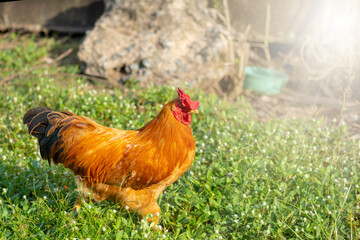 Free range organic chickens poultry in a country farm on a winter mornin.