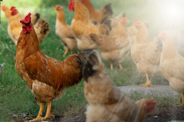 Free range organic chickens poultry in a country farm on a winter mornin.