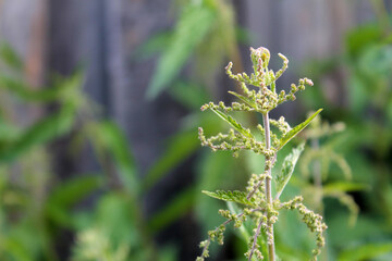 green nettles on the background of an old wooden fence