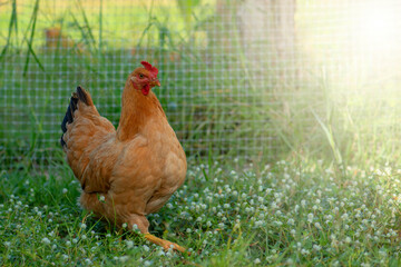Free range organic chickens poultry in a country farm on a winter mornin.