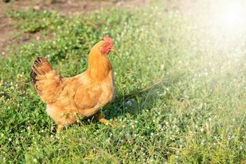 Free range organic chickens poultry in a country farm on a winter mornin.